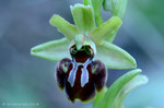 Orchidea Selvaggia delle pendici del Monte Calvi